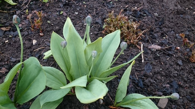 Erythronium krylovii Krõlovi koerahammas